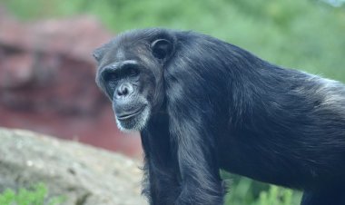 Guinea’s oldest chimpanzee dies alone