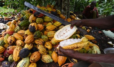Cocoa farmers are growing poorer and poorer; they’re now more vulnerable than ever – Group