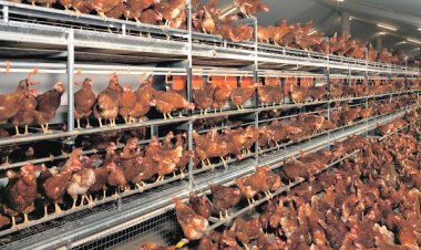 Poultry farmers call on government to revive local industry